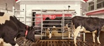 Lely instala un Commodity feeder en cada nuevo Lely Astronaut A5