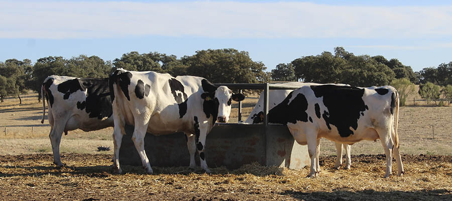 Productores andaluces de leche urgen al MAPA a determinar un coste de...