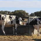 Productores andaluces de leche urgen al MAPA a determinar un coste de producción para negociar con mayor garantía los contratos con la industria