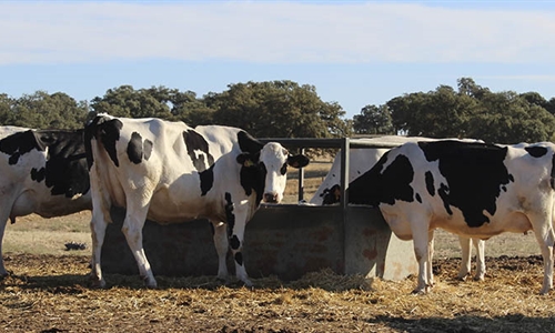 Productores andaluces de leche urgen al MAPA a determinar un coste de...