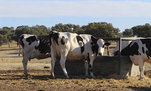 Productores andaluces de leche urgen al MAPA a determinar un coste de...