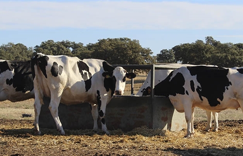 Productores andaluces de leche urgen al MAPA a determinar un coste de...