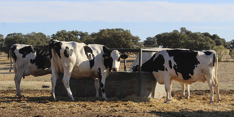 Productores andaluces de leche urgen al MAPA a determinar un coste de produccin para negociar con mayor garanta los contratos con la industria