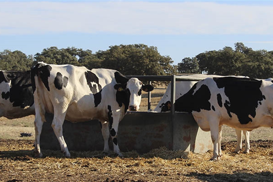 Productores andaluces de leche urgen al MAPA a determinar un coste de...