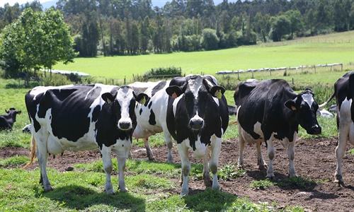 Actualizacin de pruebas genmicas de Hembras CONAFE Mayo 2021