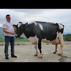 Juzguen en este vdeo por qu Karen Somalera (8 EX)es una vaca excepcional