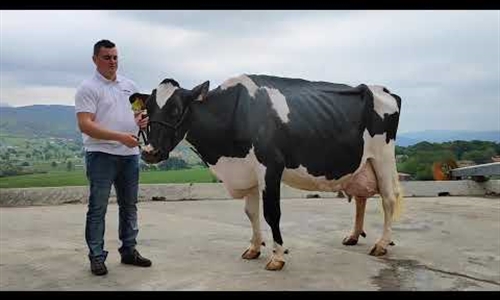 Juzguen en este vídeo por qué Karen Somalera (8 EX) es una vaca excepcional