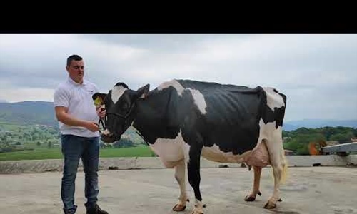 Juzguen en este vdeo por qu Karen Somalera (8 EX)es una vaca excepcional