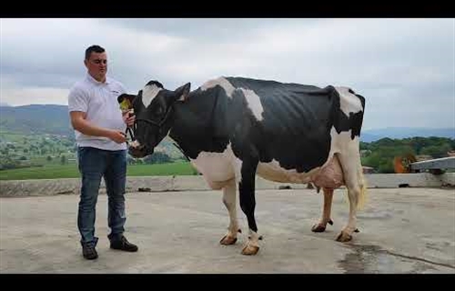 Juzguen en este vdeo por qu Karen Somalera (8 EX)es una vaca excepcional