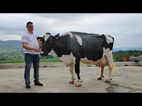 Juzguen en este vdeo por qu Karen Somalera (8 EX)es una vaca excepcional