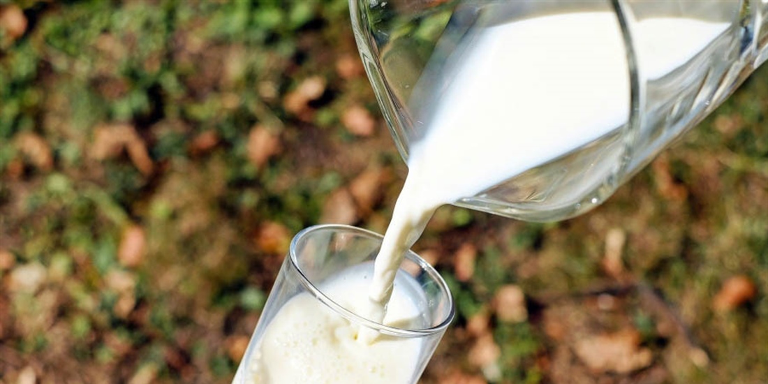 Estudian la obtencin de leche bovina inmune frente al covid-19 para...