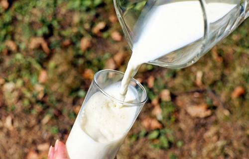 Estudian la obtencin de leche bovina inmune frente al covid-19 para...