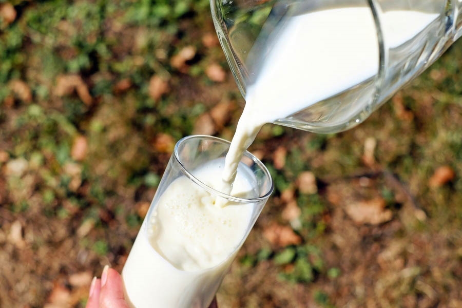 Estudian la obtencin de leche bovina inmune frente al covid-19 para...