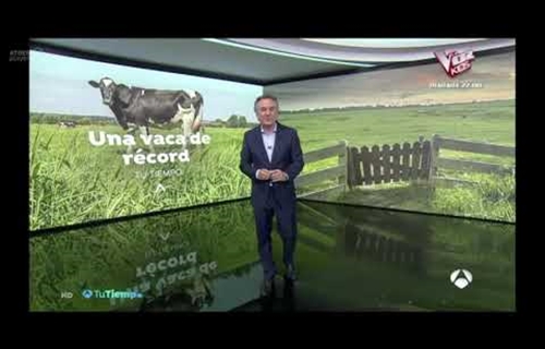 Karen Somalera, una vaca de récord en Antena 3 TV