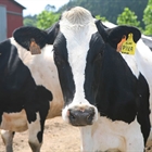 La Diputacin de Len reparte 110.000 euros entre 89 ganaderos de vacuno de leche de razas frisona y parda