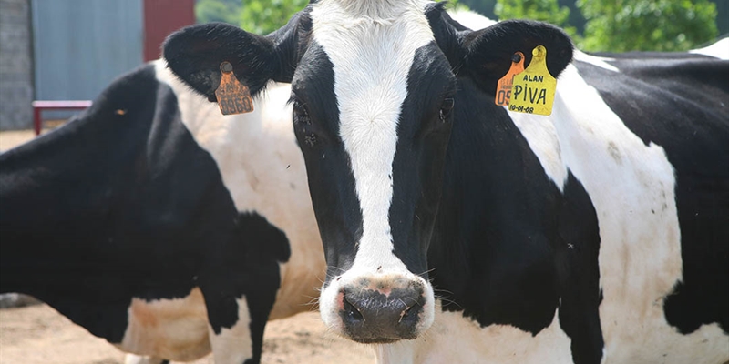 La Diputación de León reparte 110.000 euros entre 89 ganaderos de vacuno de leche de razas frisona y parda