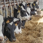 Los ganaderos andaluces de vacuno lechero se movilizarán contra los bajos precios por la leche