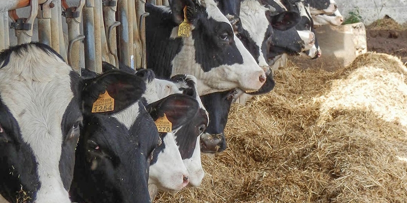 Los ganaderos andaluces de vacuno lechero se movilizarn contra los bajos precios por la leche