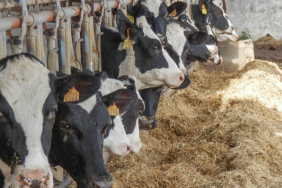 Los ganaderos andaluces de vacuno lechero se movilizarán contra los...