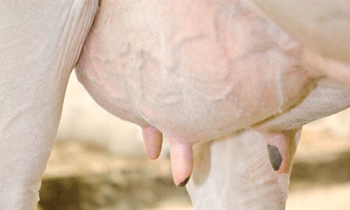 DeLaval ayuda a los ganaderos a evitar la mamitis