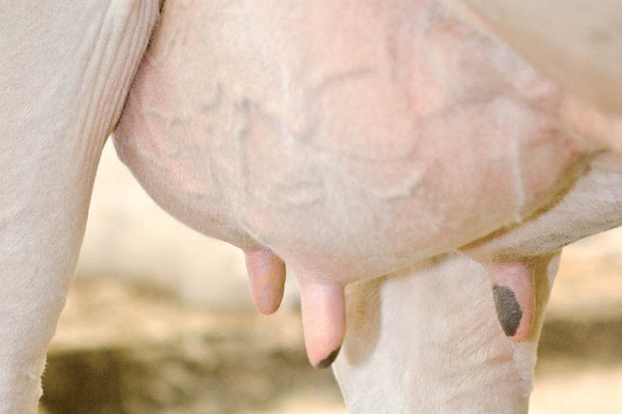 DeLaval ayuda a los ganaderos a evitar la mamitis