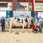 Trespandio Alicia Link Up, de Sarabia Isla, se proclama Vaca Gran Campeona de Cantabria 2021