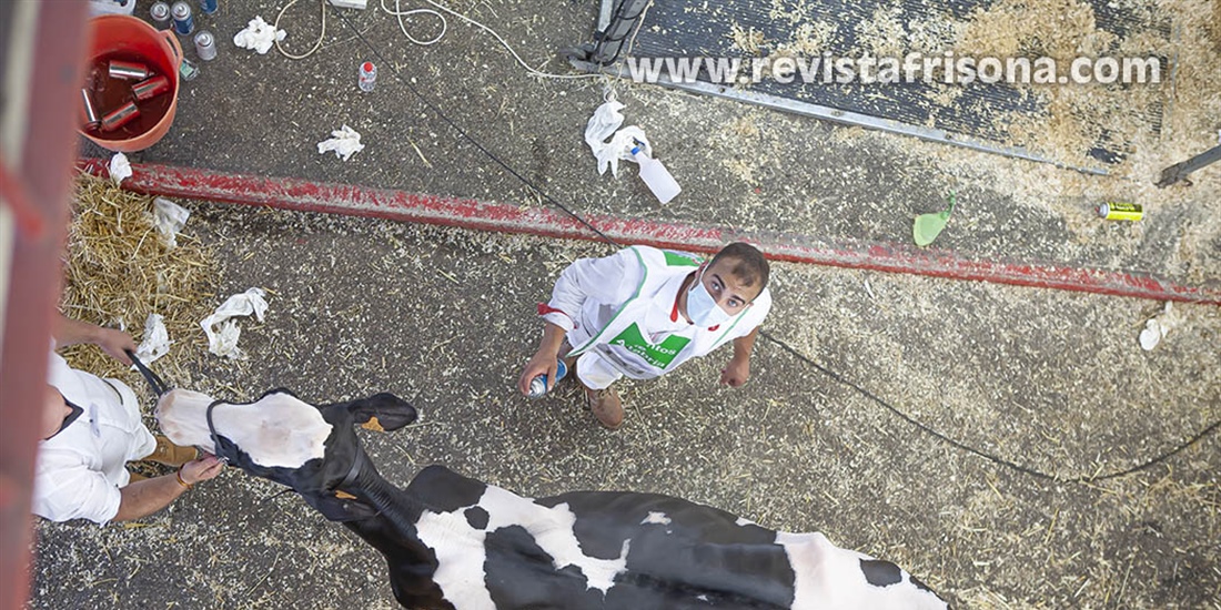 Otra mirada al Concurso Regional de Ganado Vacuno Frisn de Cantabria 2021