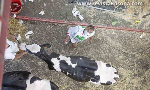 Otra mirada al Concurso Regional de Ganado Vacuno Frisn de Cantabria 2021