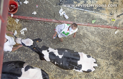 Otra mirada al Concurso Regional de Ganado Vacuno Frisn de Cantabria 2021