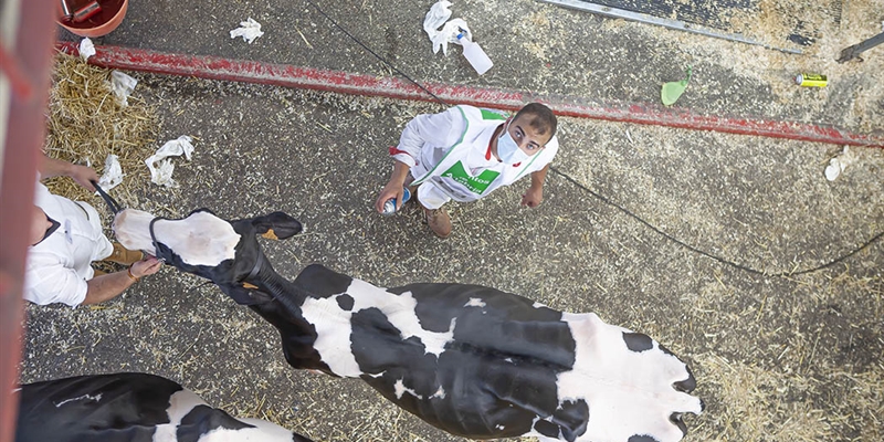 Otra mirada al Concurso Regional de Ganado Vacuno Frisn de Cantabria 2021