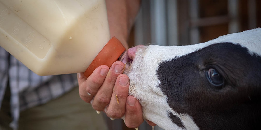 Expertos en bienestar animal del IRTA asesoran la Comisin del...