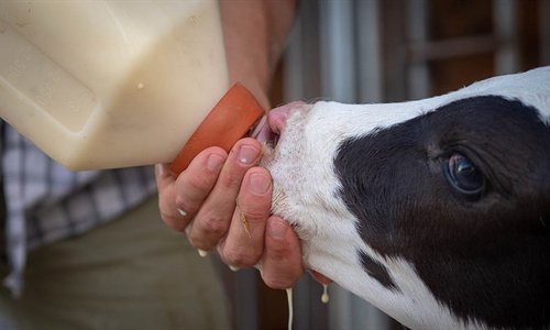 Expertos en bienestar animal del IRTA asesoran la Comisin del...