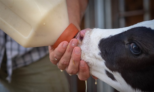 Expertos en bienestar animal del IRTA asesoran la Comisin del...