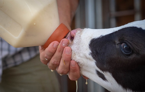 Expertos en bienestar animal del IRTA asesoran la Comisin del...