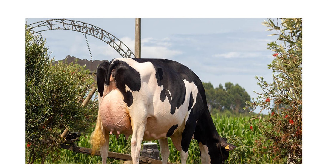 Flora Jacoby Lis ET, Vaca Gran Campeona del 46 Concurso-Exposicin de...