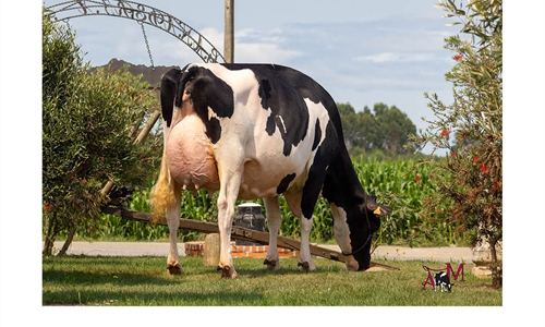 Flora Jacoby Lis ET, Vaca Gran Campeona del 46 Concurso-Exposicin de...