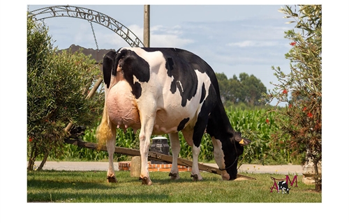 Flora Jacoby Lis ET, Vaca Gran Campeona del 46 Concurso-Exposicin de...