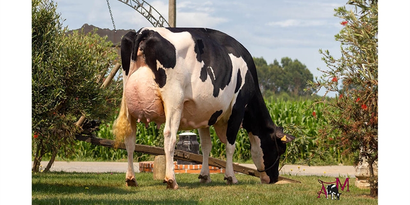 Flora Jacoby Lis ET, Vaca Gran Campeona del 46ª Concurso-Exposición de Ganado Vacuno de Llanera 2021