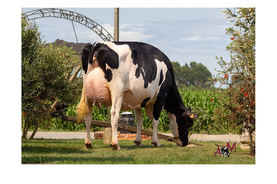 Flora Jacoby Lis ET, Vaca Gran Campeona del 46 Concurso-Exposicin de...