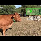 La startup Ixorigue obtiene financiación para monitorizar ganado en Europa y Latinoamérica