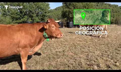 La startup Ixorigue obtiene financiación para monitorizar ganado en...