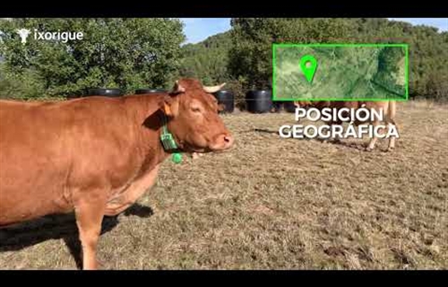 La startup Ixorigue obtiene financiación para monitorizar ganado en...