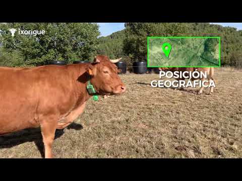 La startup Ixorigue obtiene financiacin para monitorizar ganado en...