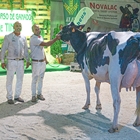 Coto 1st Grade Tiffany, Vaca Gran Campeona del Concurso de la Raza Frisona de Tineo 2021