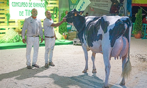 Coto 1st Grade Tiffany, Vaca Gran Campeona del Concurso de la Raza...