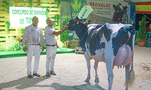 Coto 1st Grade Tiffany, Vaca Gran Campeona del Concurso de la Raza...