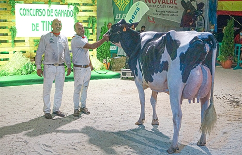 Coto 1st Grade Tiffany, Vaca Gran Campeona del Concurso de la Raza...