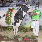 Rey 814 Beemer Yuri, Vaca Gran Campeona de Galicia 2021