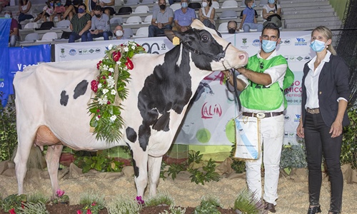 Rey 814 Beemer Yuri, Vaca Gran Campeona de Galicia 2021