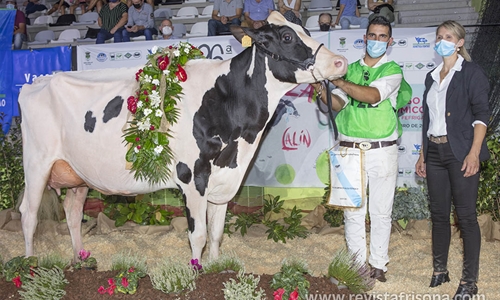 Rey 814 Beemer Yuri, Vaca Gran Campeona de Galicia 2021